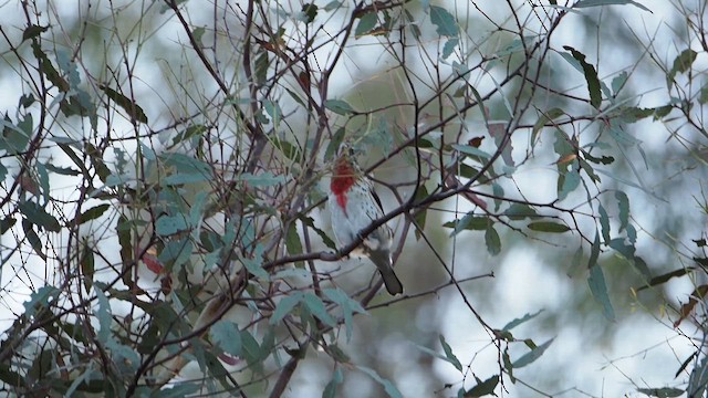 Rose-breasted Grosbeak - ML647158932