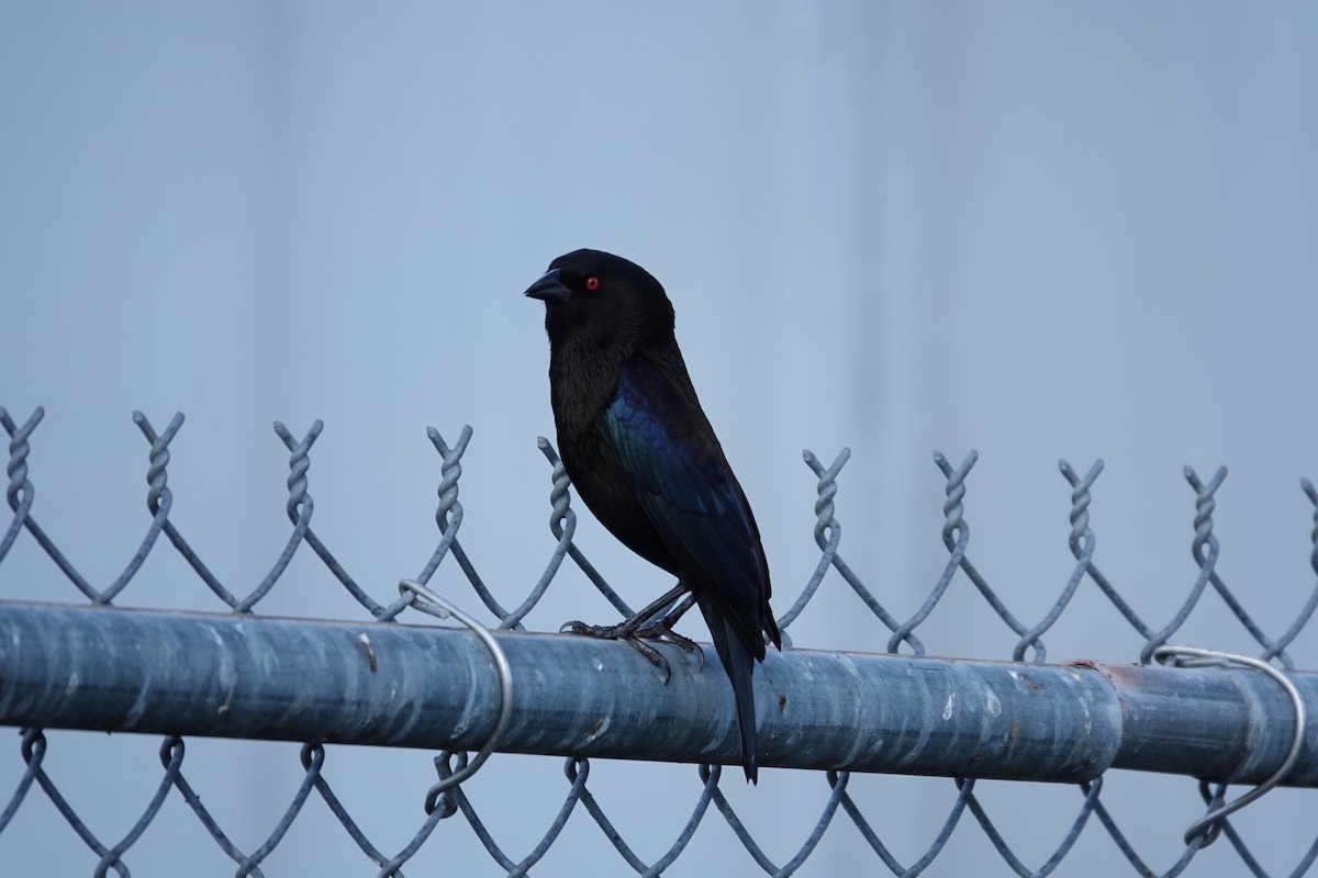 Bronzed Cowbird - ML647158936