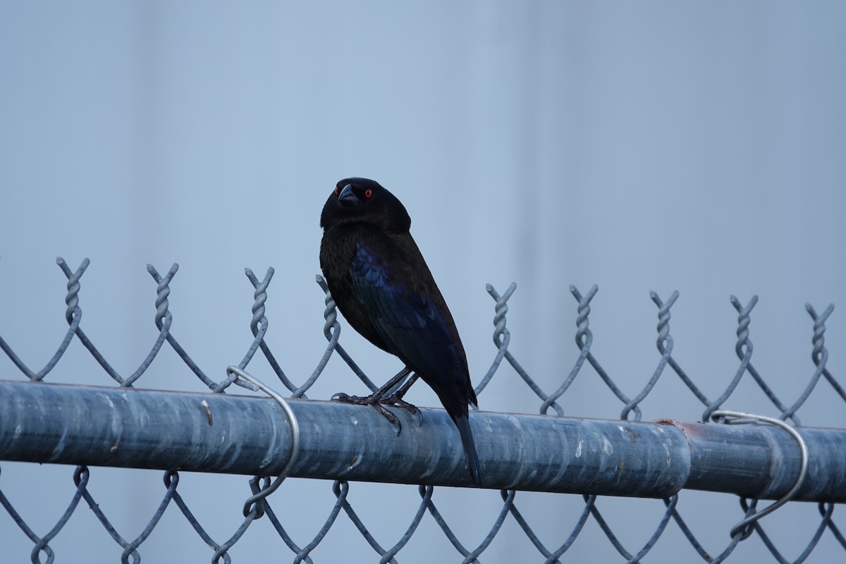 Bronzed Cowbird - ML647158937