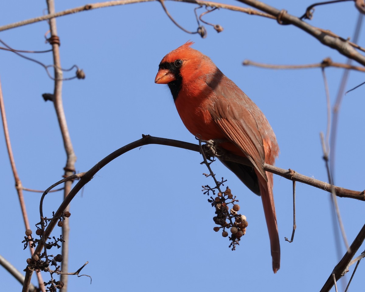 Northern Cardinal - ML647158946