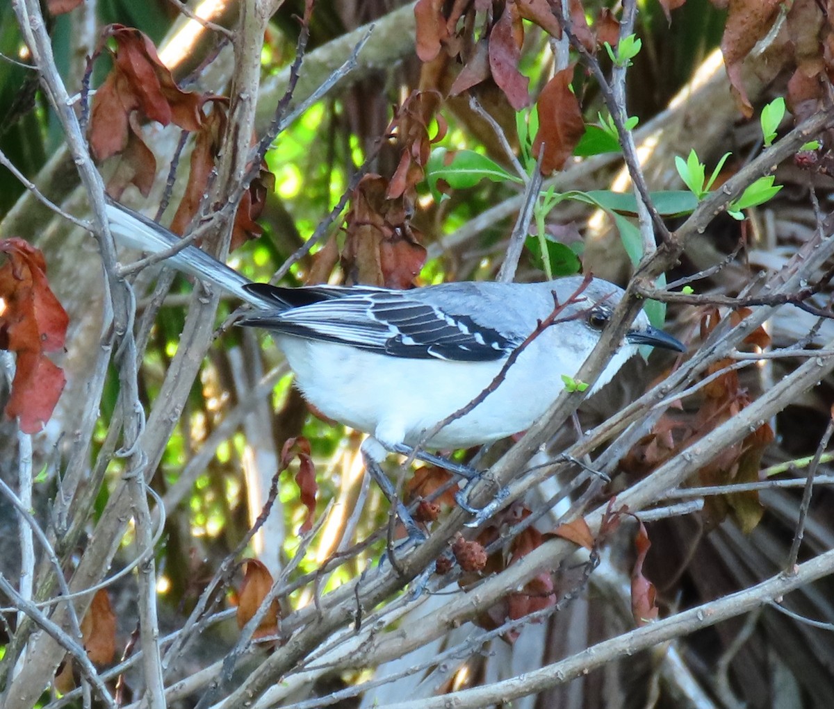 Tropical Mockingbird - ML647158947