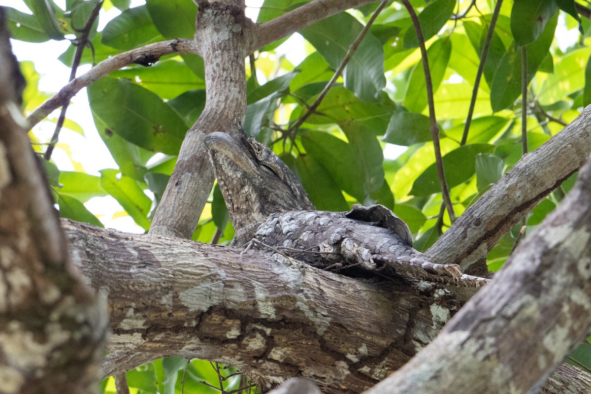 パプアガマグチヨタカ - ML647158948