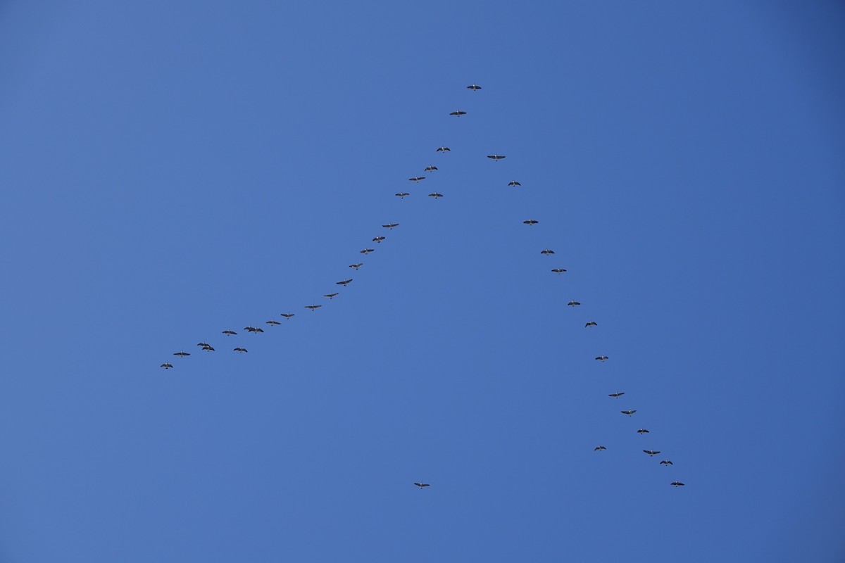 Bernache du Canada (moffitti/maxima) - ML647158949