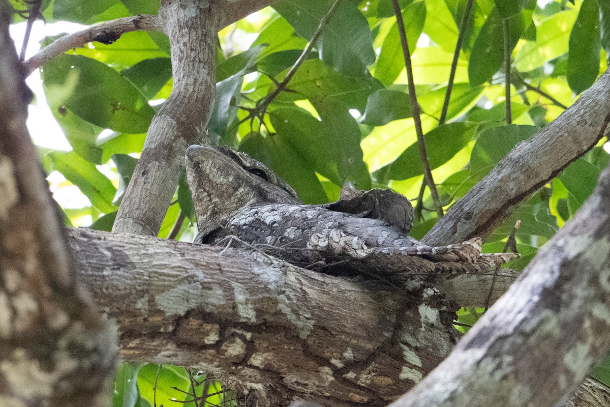 パプアガマグチヨタカ - ML647158958