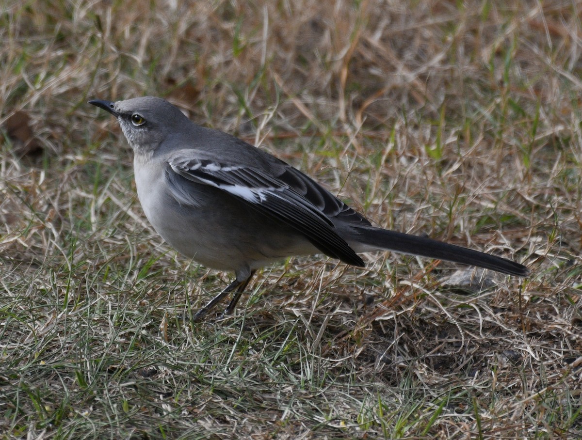 Пересмішник багатоголосий - ML647158960