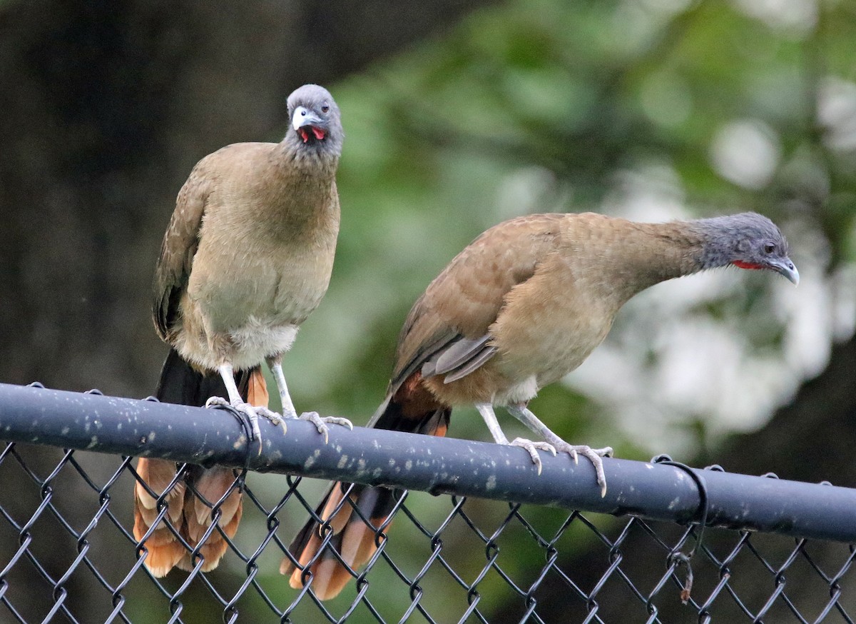 Чачалака рудогуза - ML647158969