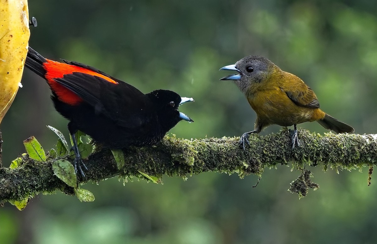 Scarlet-rumped Tanager - ML647158972