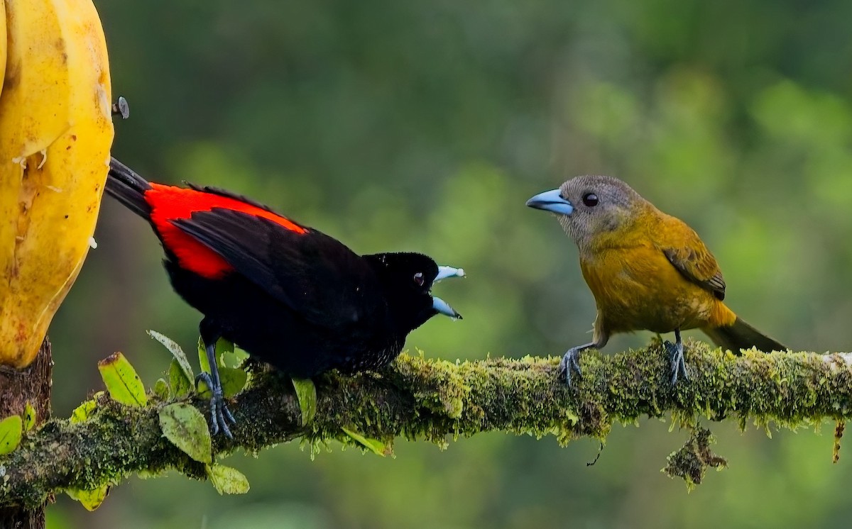 Scarlet-rumped Tanager - ML647158973