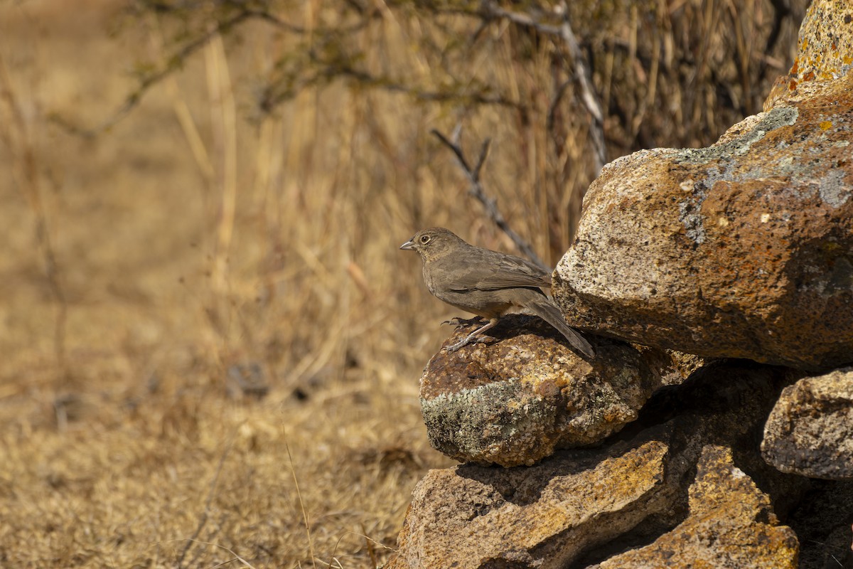 Canyon Towhee - ML647158975