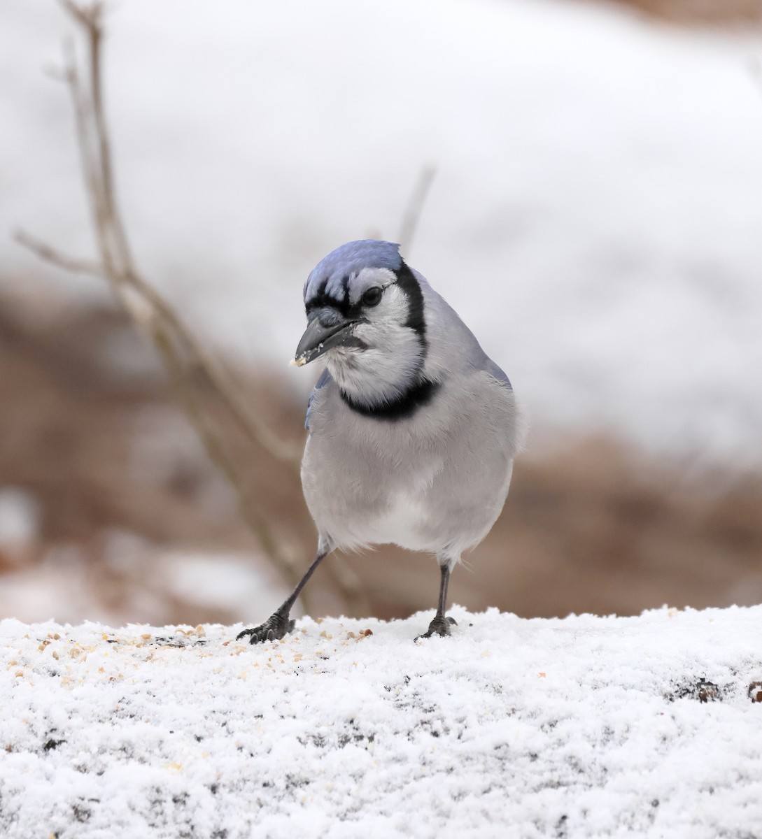 Сизойка блакитна - ML647158977