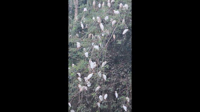Western Cattle-Egret - ML647158979