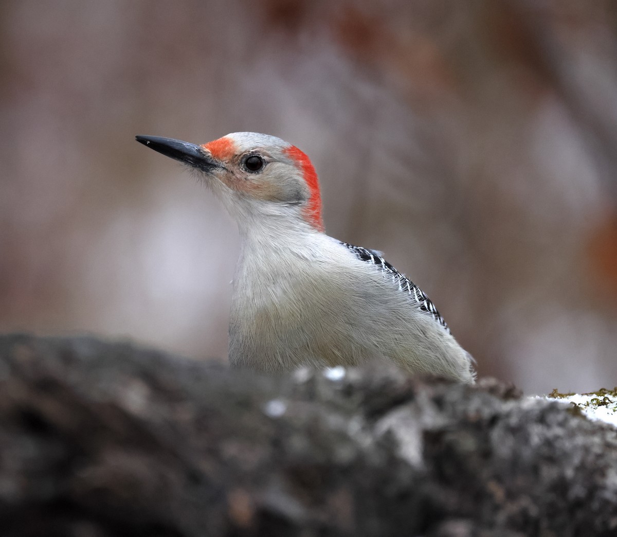 シマセゲラ - ML647158992