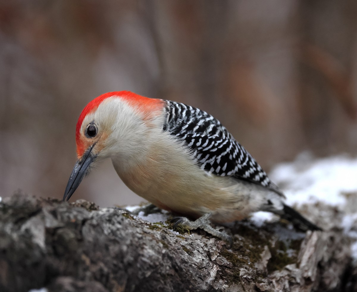 シマセゲラ - ML647158993