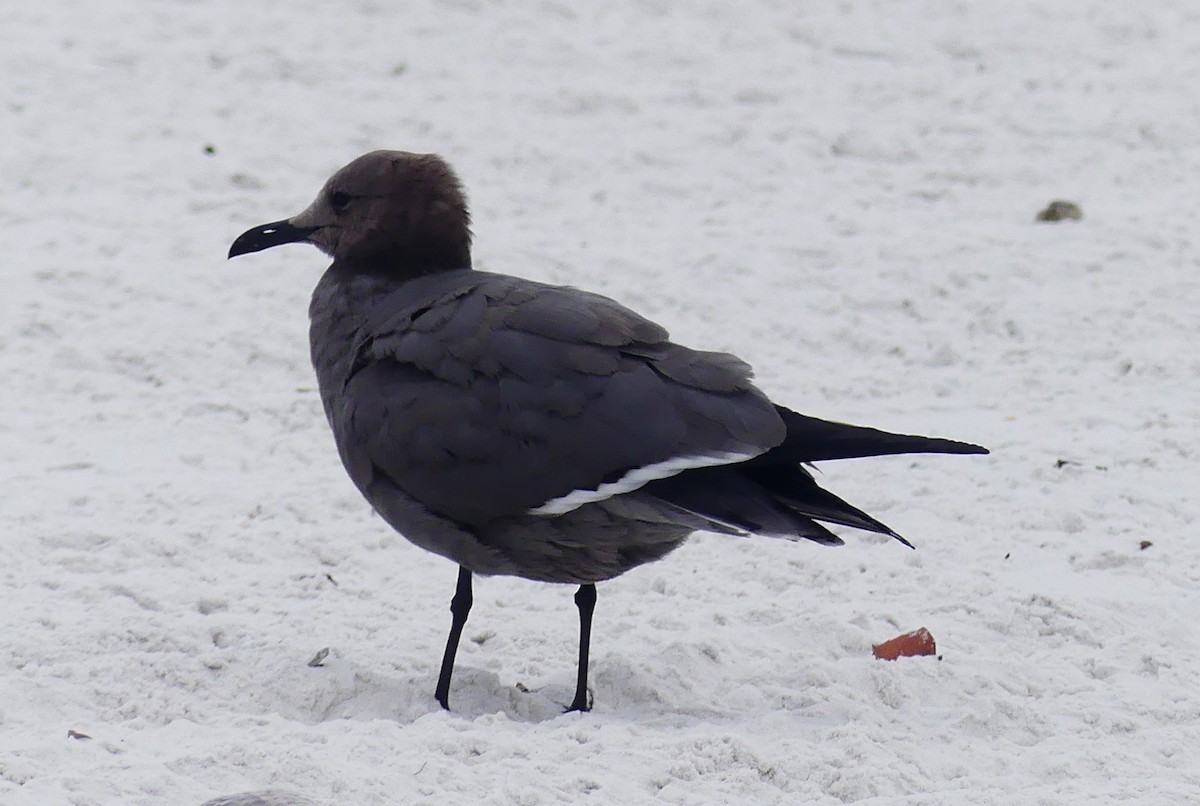 racek tmavý - ML647159007