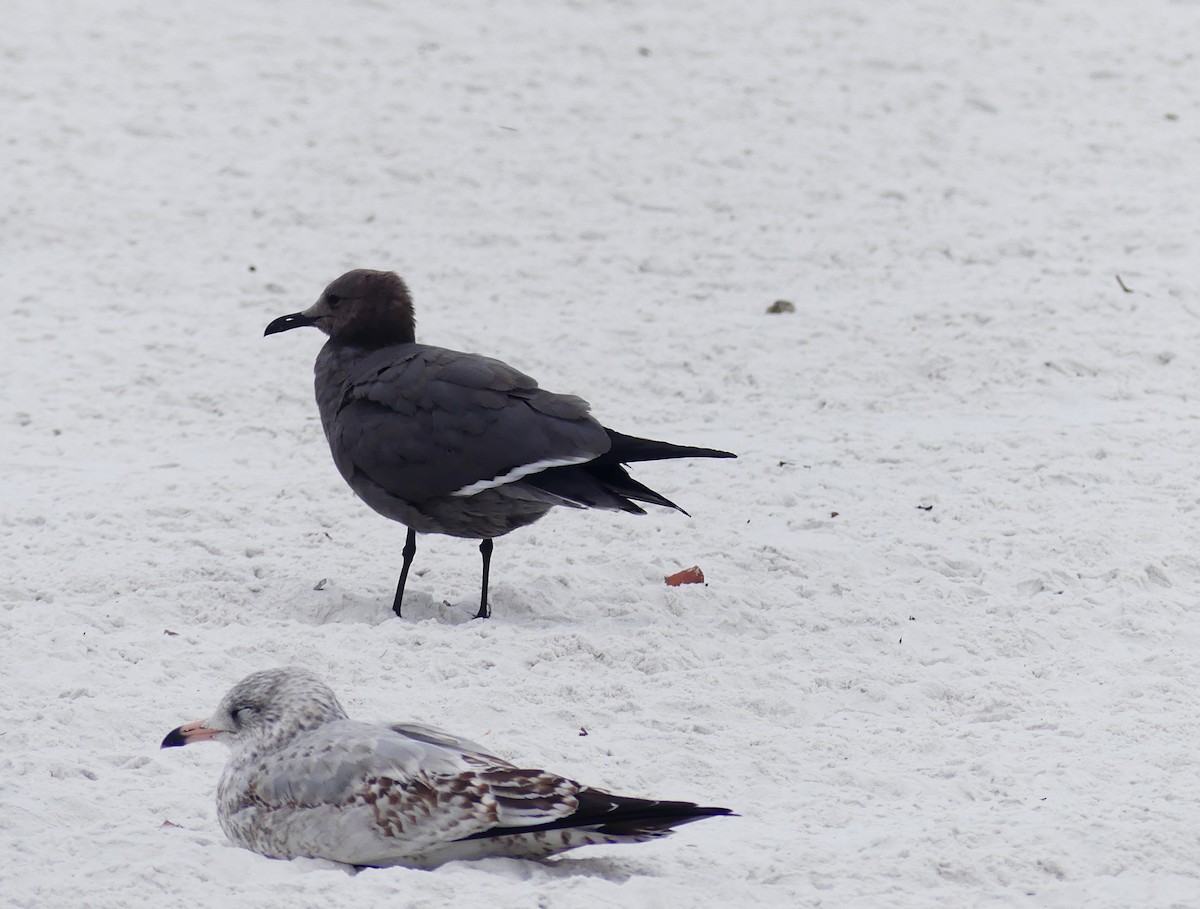 racek tmavý - ML647159017