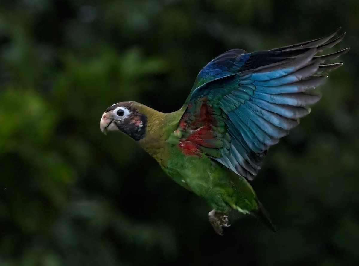 Brown-hooded Parrot - ML647159022
