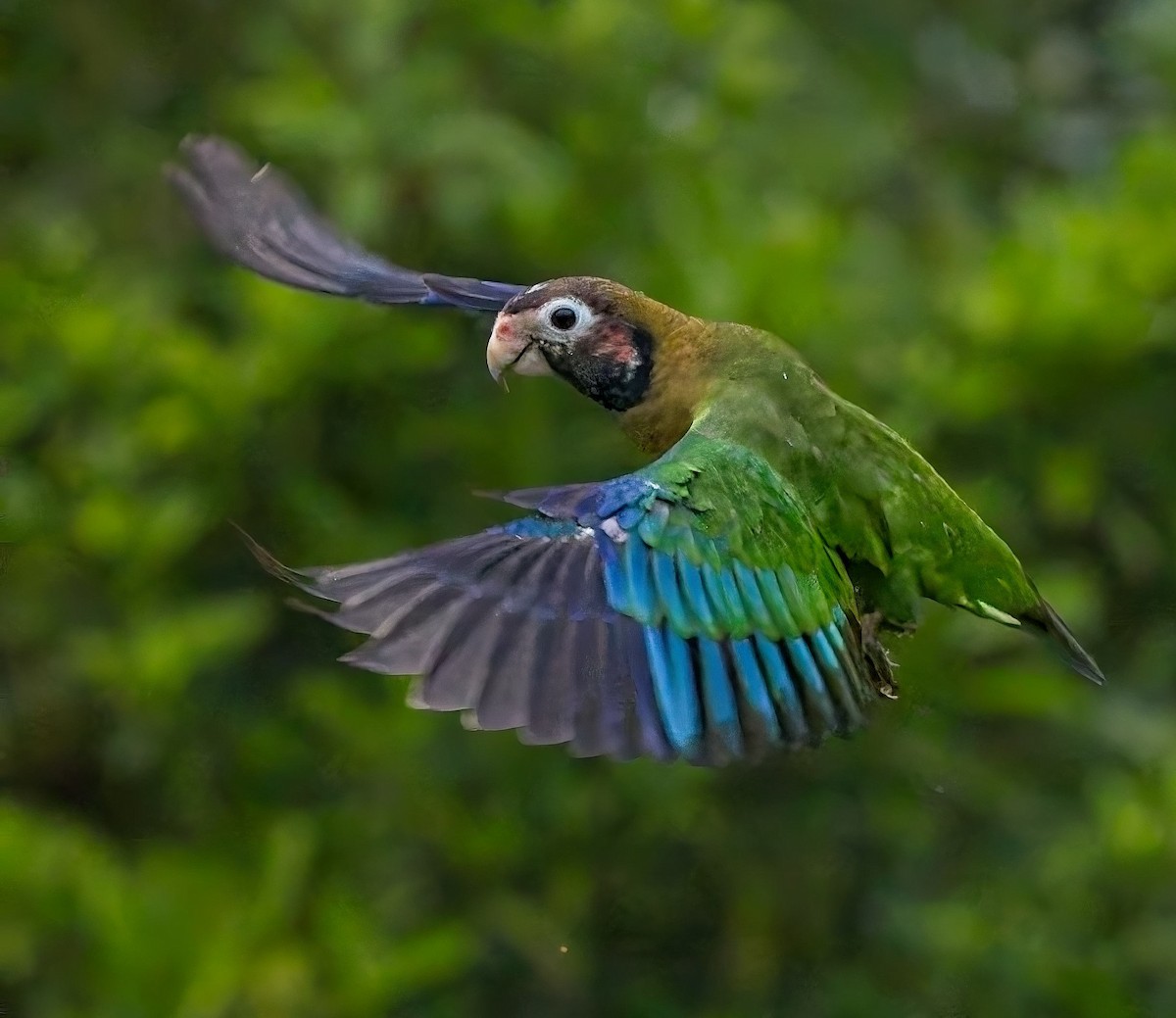 Brown-hooded Parrot - ML647159024