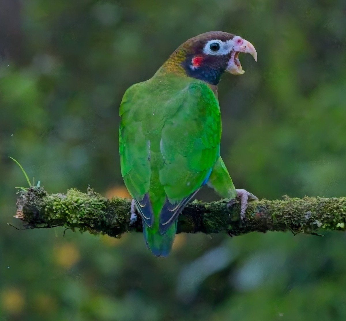 Brown-hooded Parrot - ML647159025