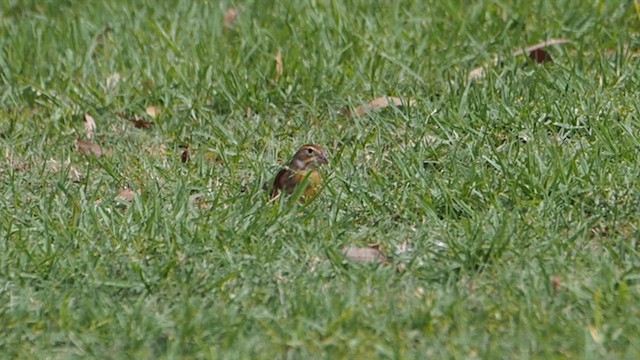 Dickcissel - ML647159041