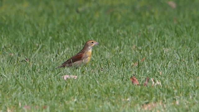 Dickcissel - ML647159042