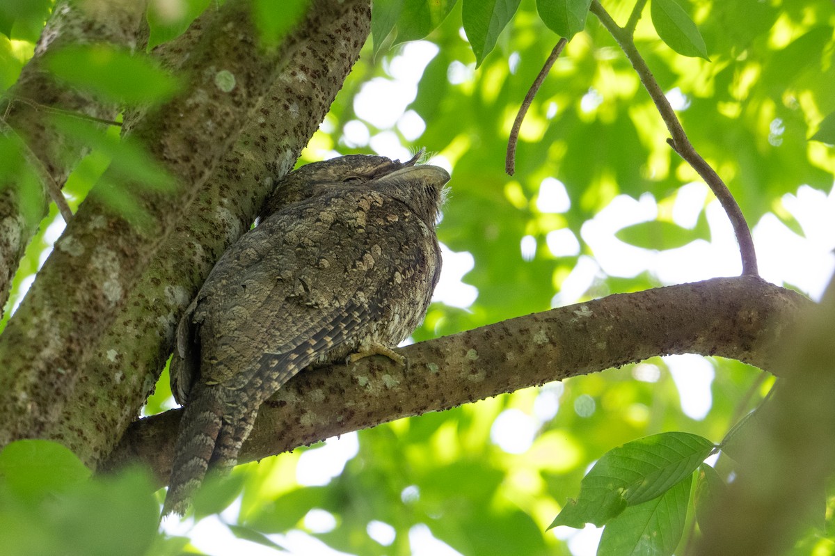 パプアガマグチヨタカ - ML647159052