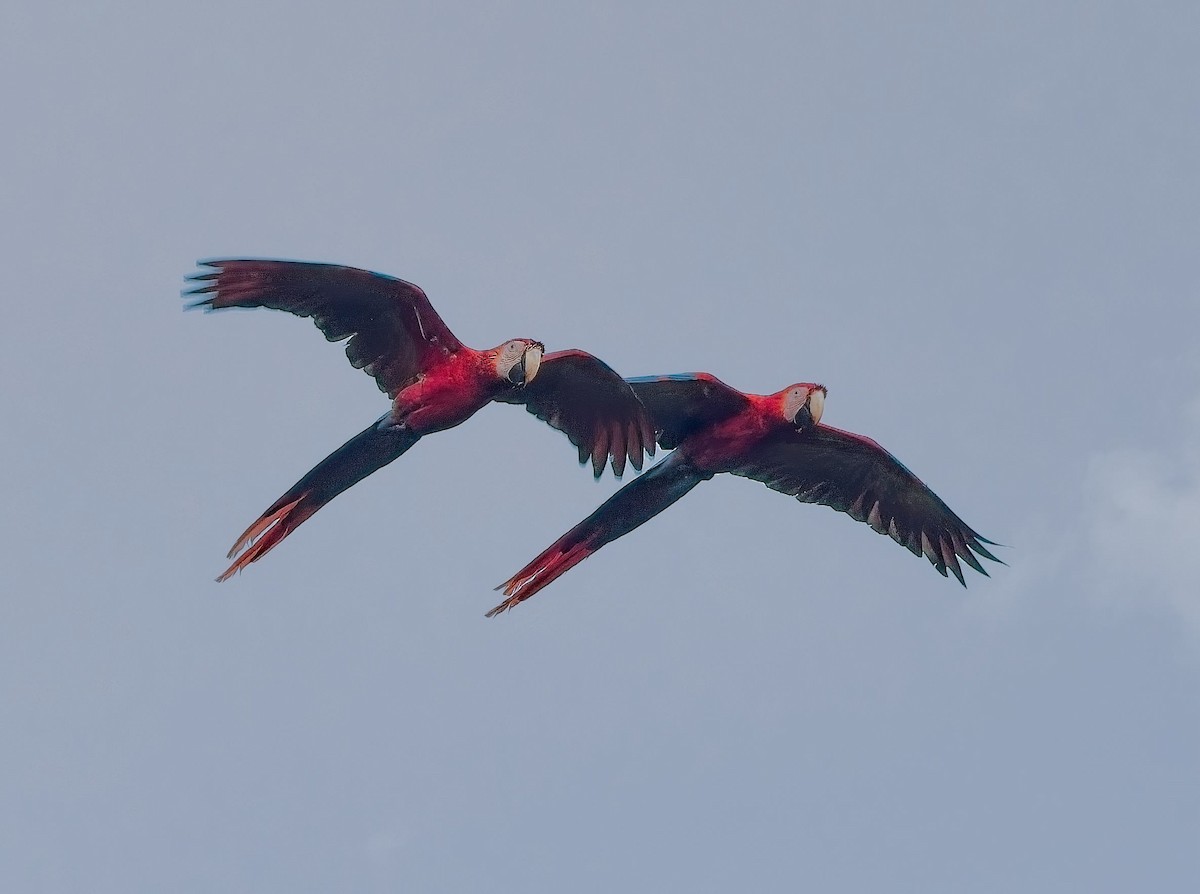 Scarlet Macaw - ML647159054