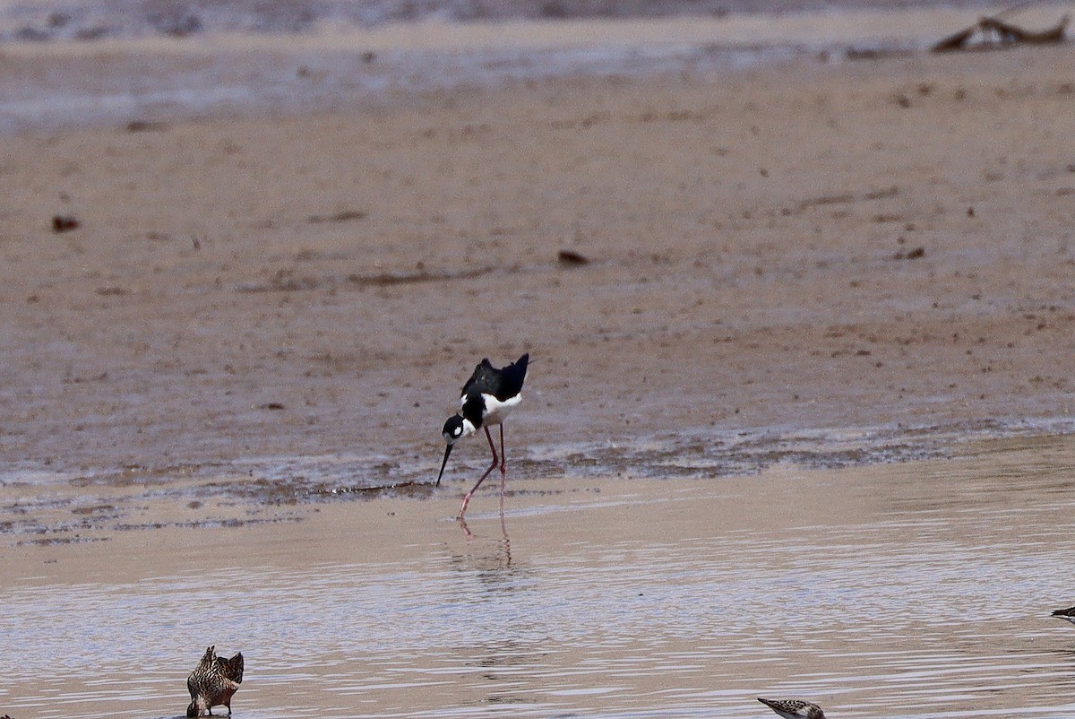 Black-necked Stilt - ML647159058