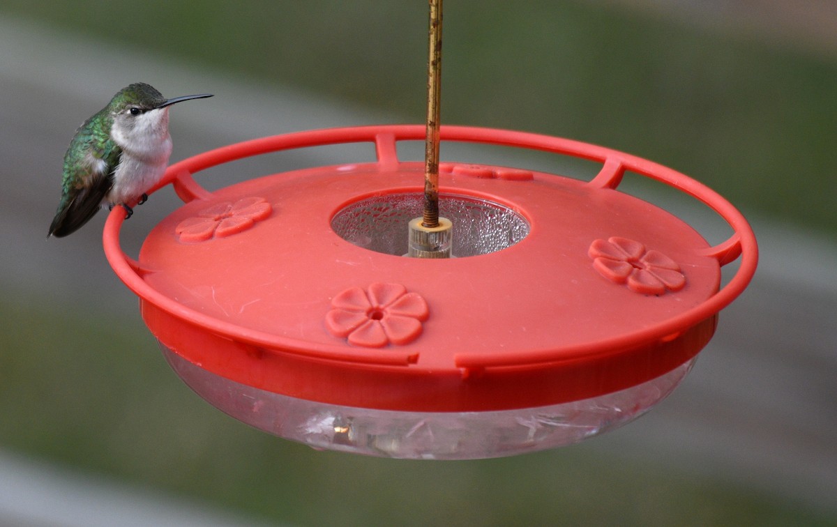 Рубиновогорлый колибри - ML647159060