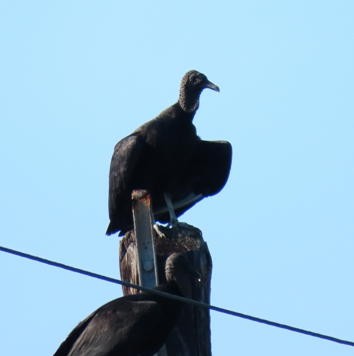 Black Vulture - ML647159067
