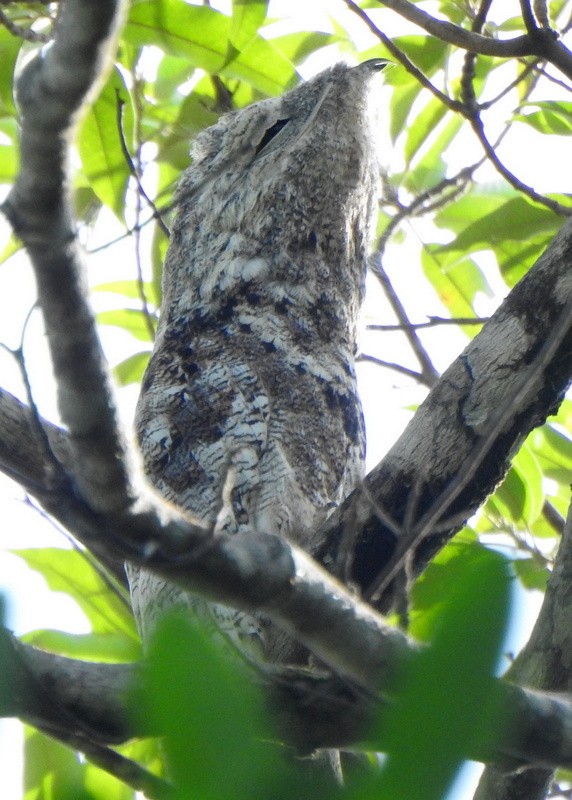 Great Potoo - ML647159095
