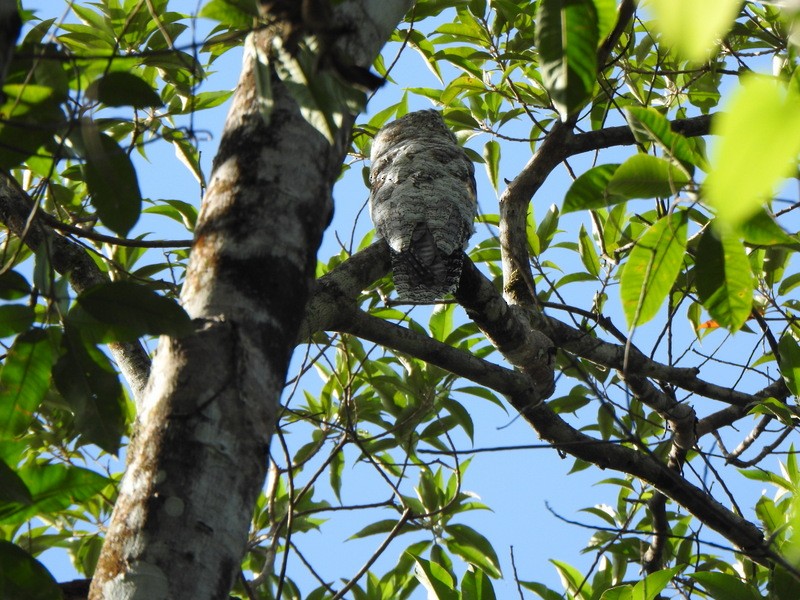 Great Potoo - ML647159096