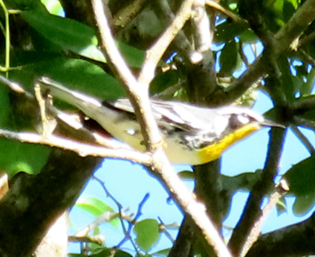 Yellow-throated Warbler - ML647159099