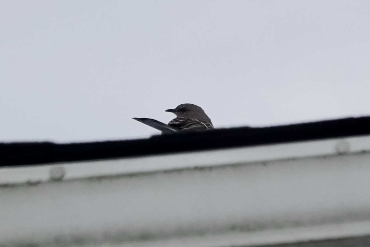 Пересмішник багатоголосий - ML647159131