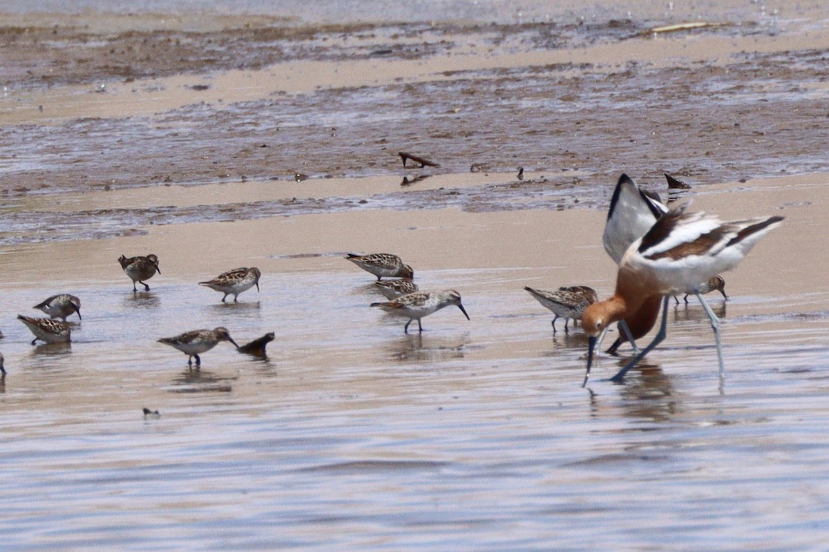 Gambecchio dell'Alaska - ML647159134