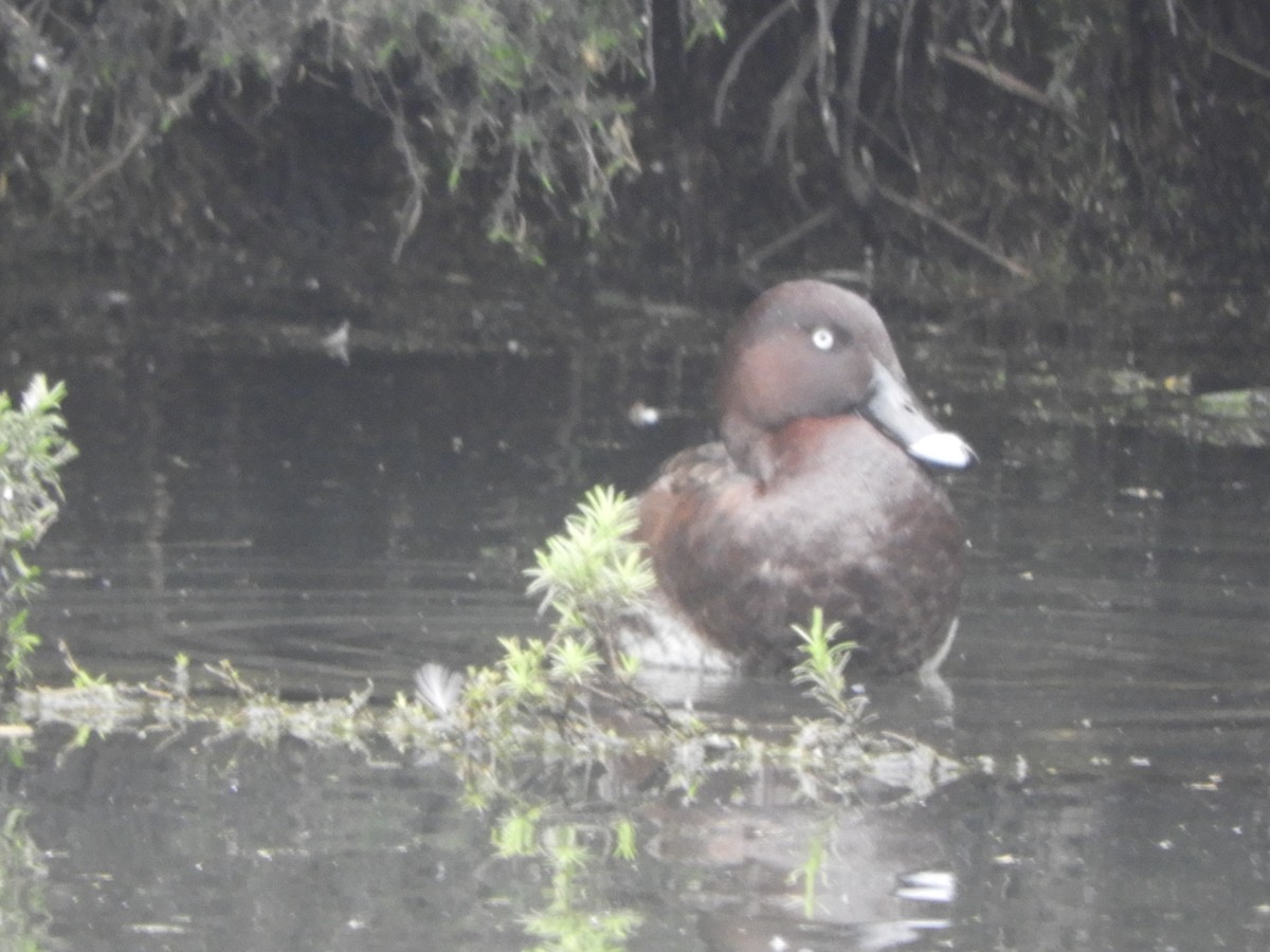 Hardhead - ML647159140