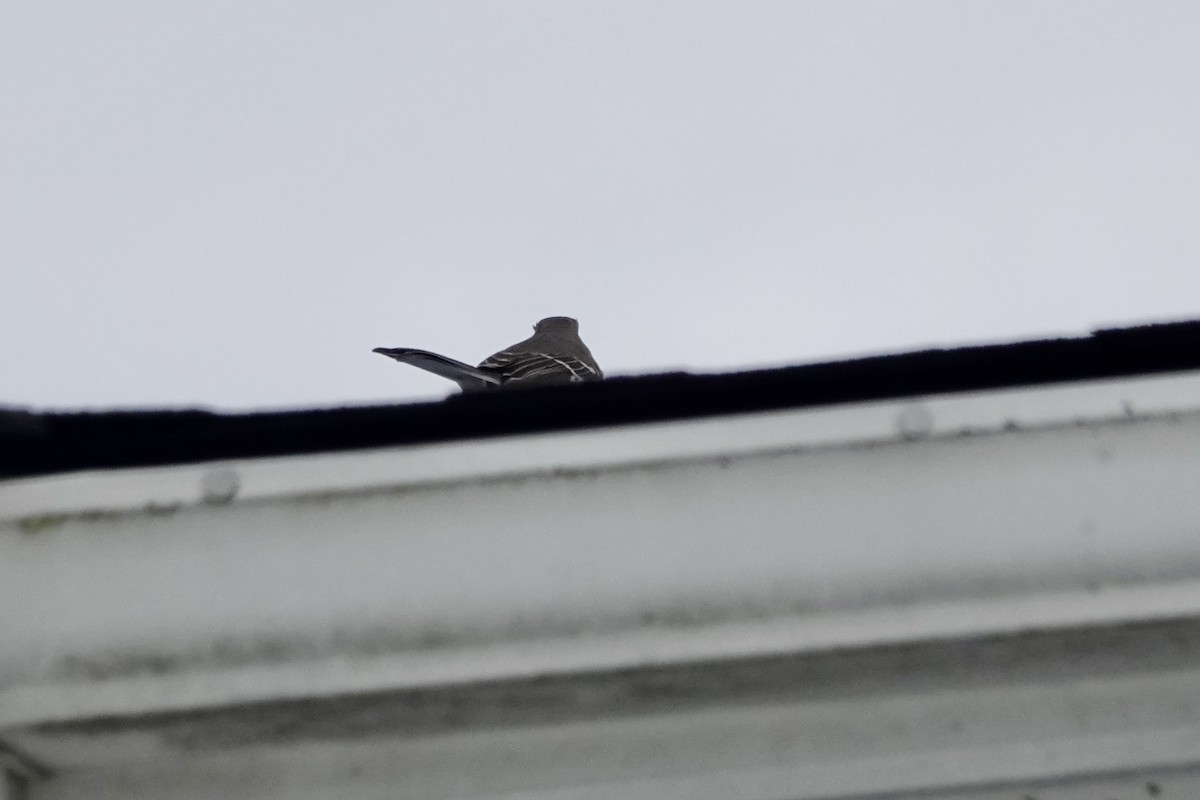 Пересмішник багатоголосий - ML647159148