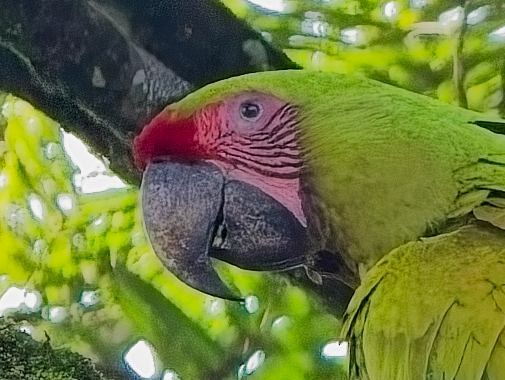 Great Green Macaw - ML647159150