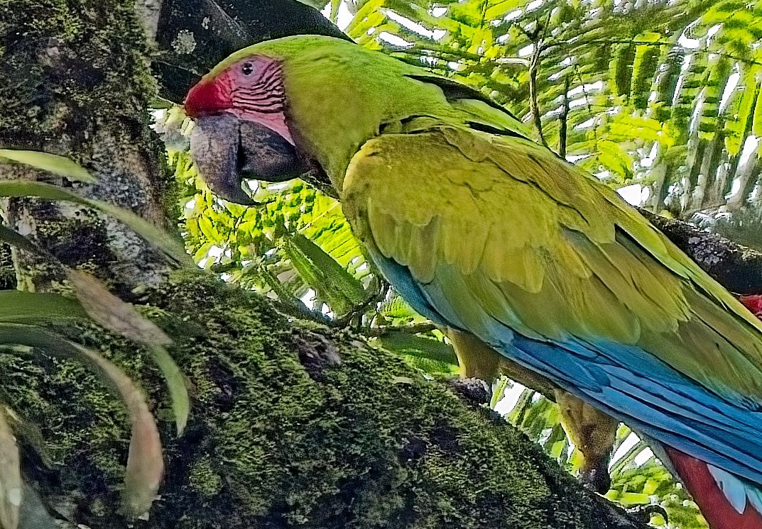 Great Green Macaw - ML647159151