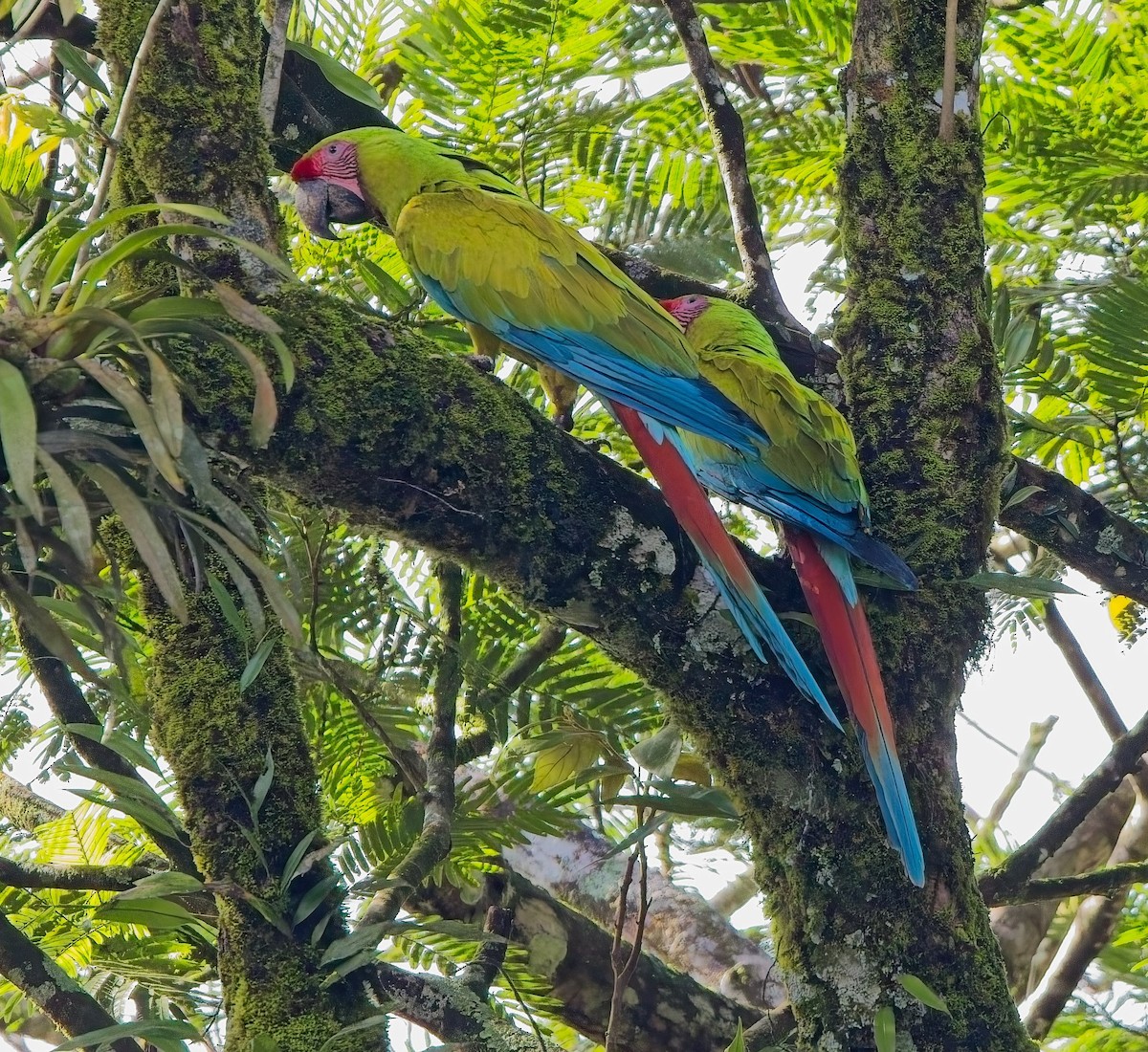 Great Green Macaw - ML647159154