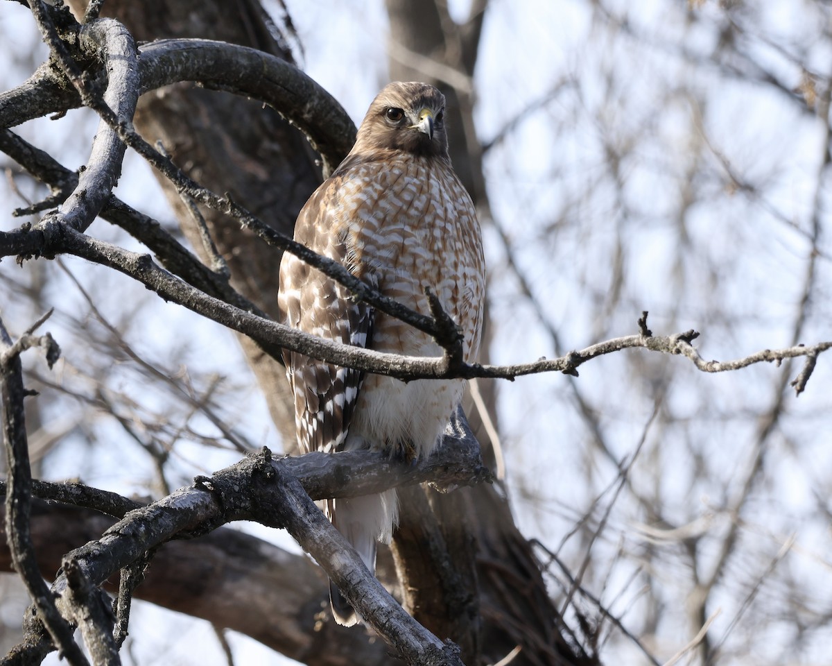 Red-shouldered Hawk - ML647159155