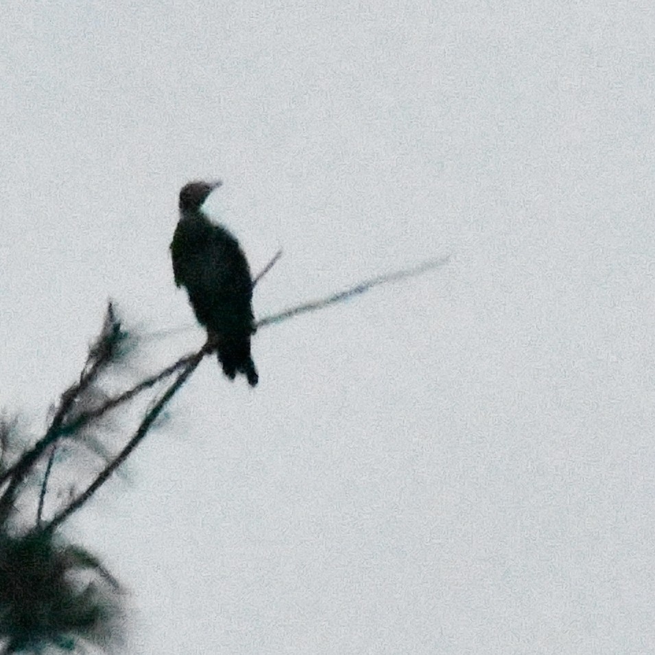 kormorán velký - ML647159159