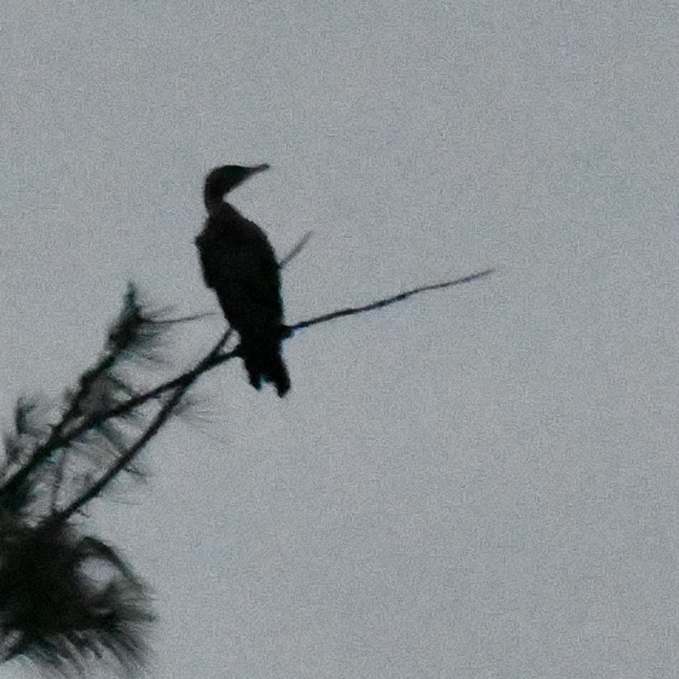 kormorán velký - ML647159160