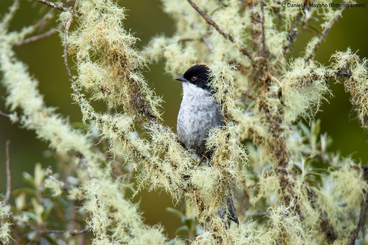 Weißkehltangare - ML647159181