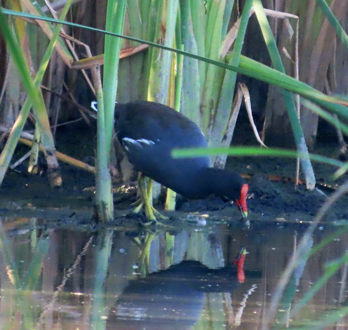 Курочка латиноамериканська - ML647159190