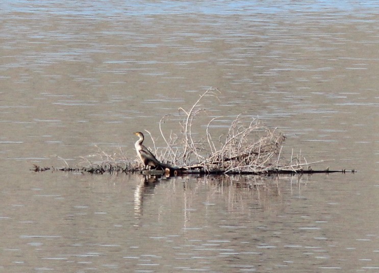 Double-crested Cormorant - ML647159205