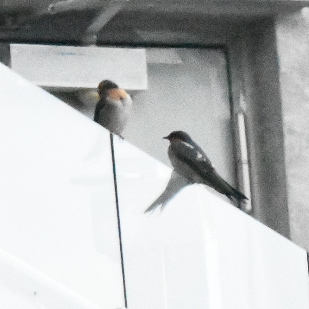 vlaštovka pacifická - ML647159216