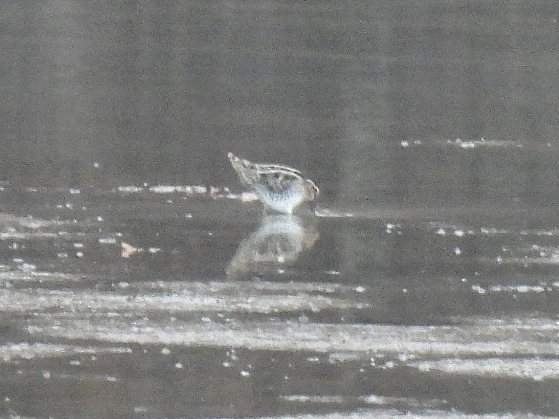 Wilson Suçulluğu - ML647159221