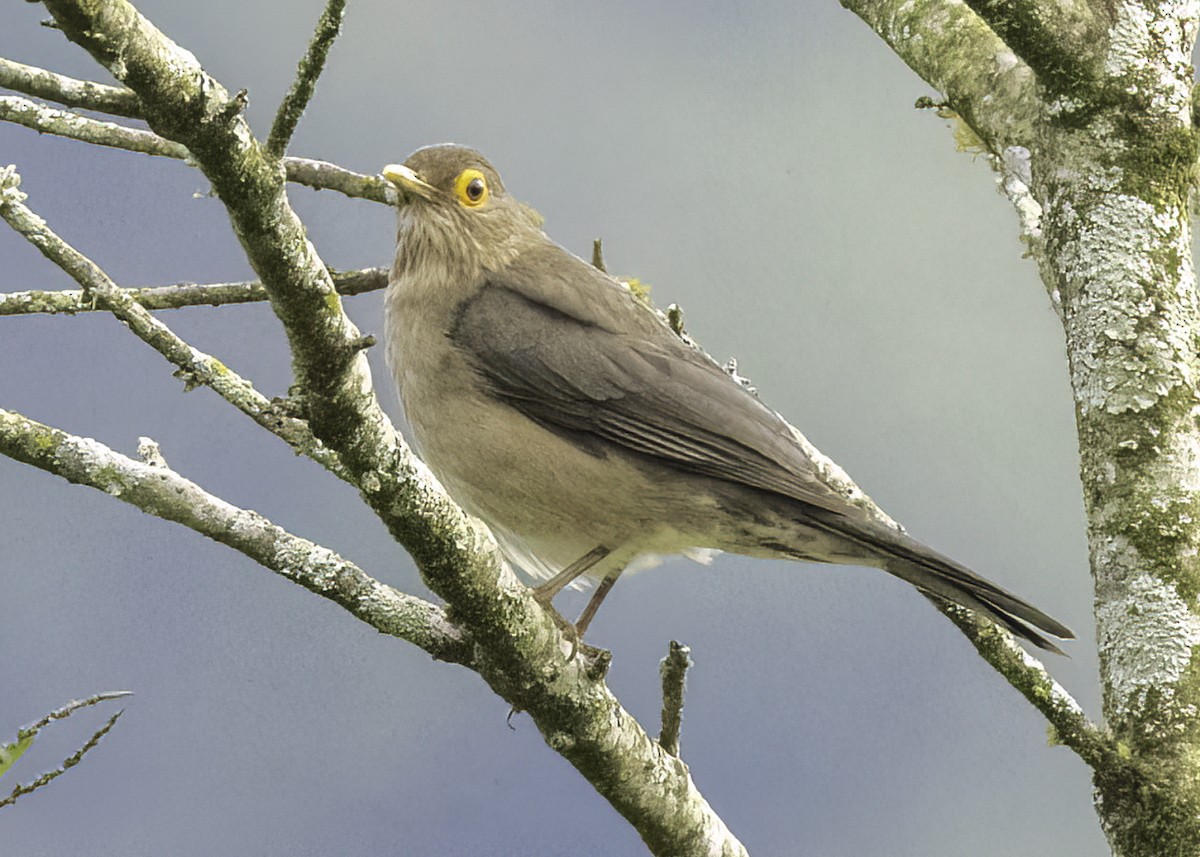 Çıplak Gözlü Ardıç - ML647159226