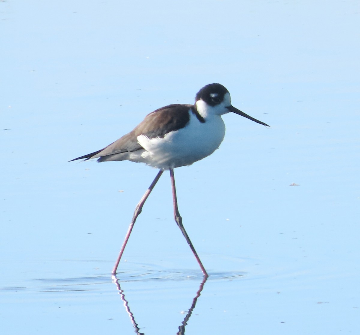 Black-necked Stilt - ML647159229