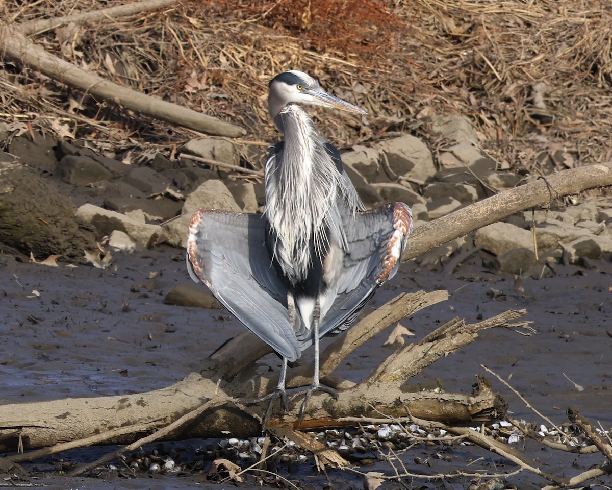 Great Blue Heron - ML647159230